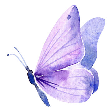 Watercolor Purple Butterfly Images – Browse 11,581 Stock Photos ...