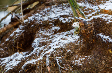 White weasel on an old tree stump in winter