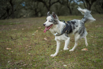 border collie blue merle in the green field with trees