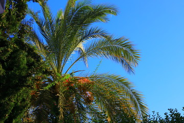 Green palm tree against a clear blue sky