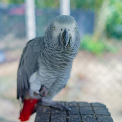 portrait of a parrot