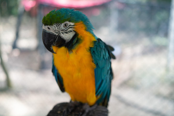 blue and yellow macaw