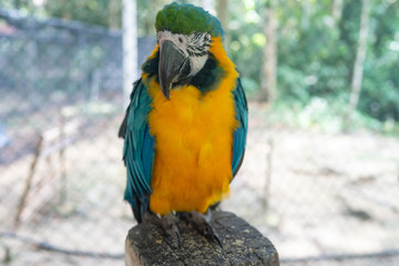 blue and yellow macaw