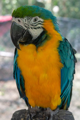 blue and yellow macaw