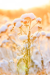 Plants under snow pillow at warm sunlight