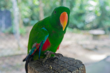 colorful parrot on a branch