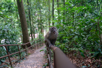 monkey on a ledge in the forest