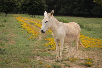 Obraz na płótnie Canvas donkey in a field