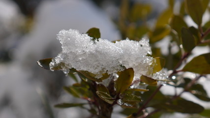 Frozen branch