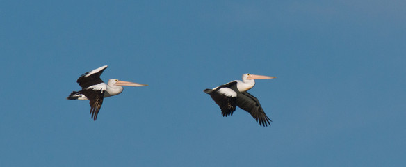 two pelican flying