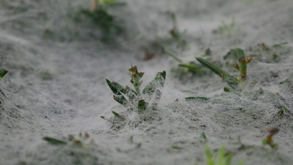 Spider web on bush