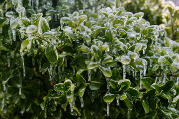 plant in the garden under freezing rain