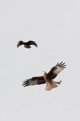 birds air fight