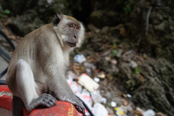 Monkey at landfill, Batu Caves