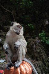Monkey at landfill, Batu Caves