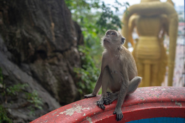 Monkey at Batu Caves