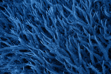 Blue leaves textured background. Color of the year concept. Color of 2020 year - classic blue. Texture from plants. Greenery background toned in blue