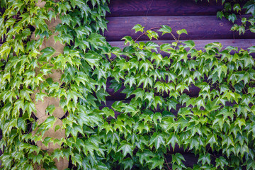 Fototapeta na wymiar Green ivy crawling on a wooden log wall. Background