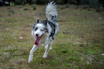 border collie blue merle in the green field with trees