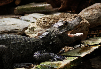 Close view of a hangry alligator looking for his food