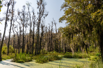 Scenic South Carolina swamp vista near Charleston