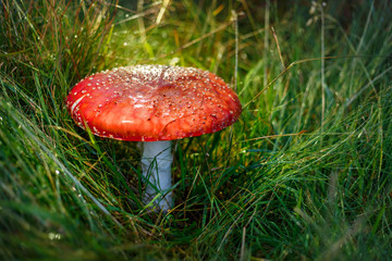 Wonderful Toadstool mushroom with red and orange hat during mushroom collecting season, hidden in green grass