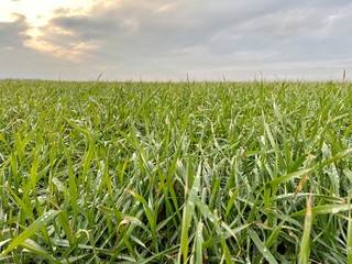 Obraz premium green wheat field and blue sky
