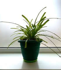 plant in pot isolated on white