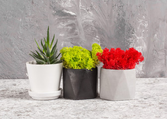 Red and green stabilized moss in a gray and black concrete pot, haworthia on a gray background