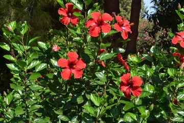 red flowers in garden