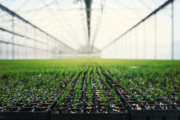 Seedlings of coniferous trees. Pine seedlings grown in commercial greenhouse. Young pine trees for...