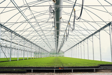 Seedlings of coniferous trees. Pine seedlings grown in commercial greenhouse. Young pine trees for forestry. Small seedlings of pine grown in cultivation tray.
