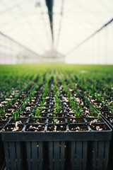 Seedlings of coniferous trees. Pine seedlings grown in commercial greenhouse. Young pine trees for forestry. Small seedlings of pine grown in cultivation tray. - 309682633