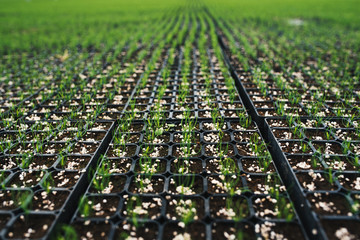 Seedlings of coniferous trees. Pine seedlings grown in commercial greenhouse. Young pine trees for forestry. Small seedlings of pine grown in cultivation tray.
