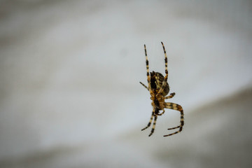spider on web