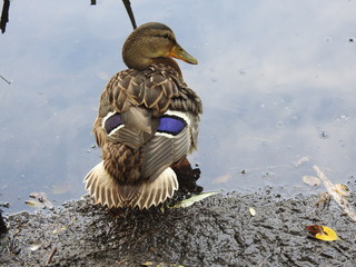 Mallard duck
