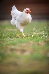 Hen in a farmyard (Gallus gallus domesticus)