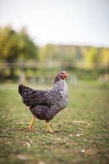 Hen in a farmyard (Gallus gallus domesticus)