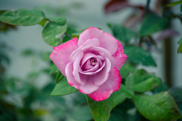 Soft focus beautiful red rose with leave in background. with nature background, Thailand
