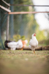 Hen in a farmyard (Gallus gallus domesticus)