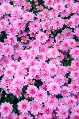 Chrysanthemums in the Garden, Thailand. flowers chrysanthemum, chrysanthemums in autumn, chrysanthemums annuals.