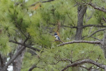 Birds at the local nature preserve