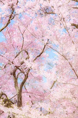 Fleecedeken met foto Spring, Floral, Cherry blossom © JP trip landscape DL