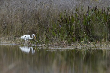 Birds at the local nature preserve