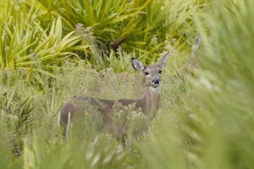 Birds at the local nature preserve