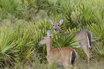 Birds at the local nature preserve