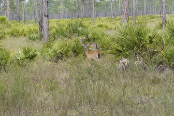 Birds at the local nature preserve