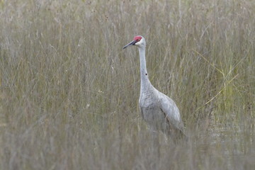 Birds at the local nature preserve