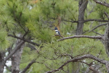 Birds at the local nature preserve