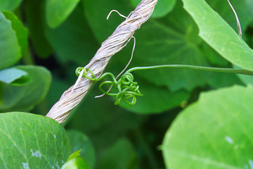 A pea vine curling around a string
